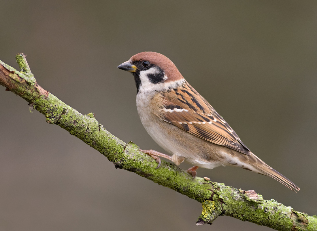 Tree Sparrow 1